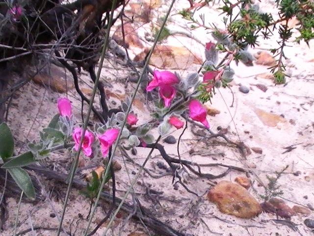 Wildflowers